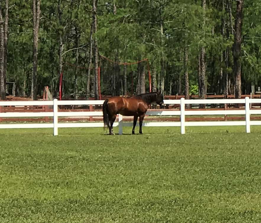 Equestrian Estates - Boca Raton